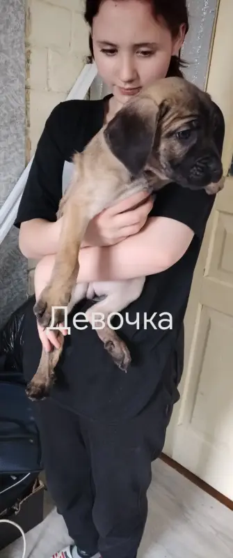 Щенки Кане Корсо