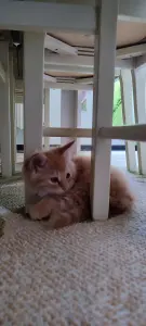 Котенок бесплатноБрест