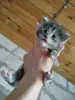 Мейн- кун