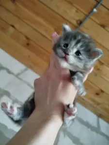 Мейн- кун