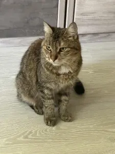 Срочно кошка в дар
