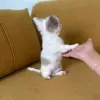 Чихуахуа мальчик