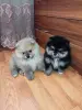 Щенки померанского шпица