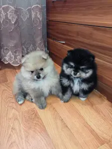 Щенки померанского шпица