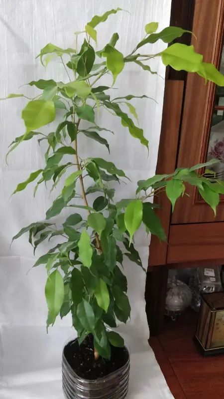 Фикусы разные 