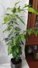 Фикусы разные 