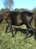 Лошади