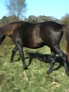 Лошади