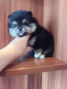 Девочка померанского шпица