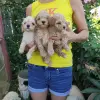 Той Пудель