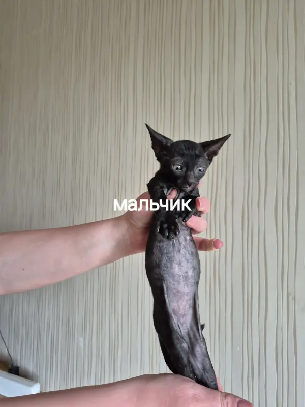 Котята корниш-рекс