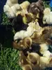 ЦЫПЛЯТА рядом Минск, Фаниполь, Атолино (Брестское направление, Слуцкое направление)