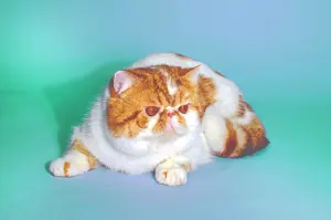 Породистый кот даром из питомника