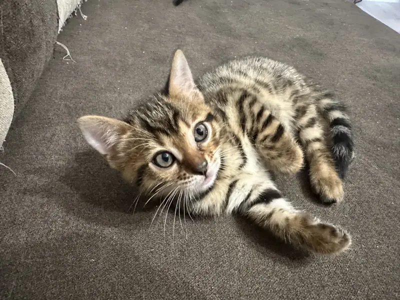 Бенгальские котята