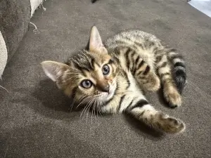 Бенгальские котята