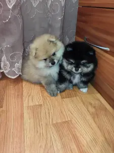 Щенки померанского шпица