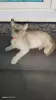 Европейская Бурма котята