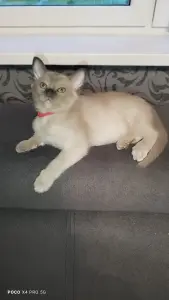 Европейская Бурма котята