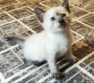 Котята 1,5 месяца