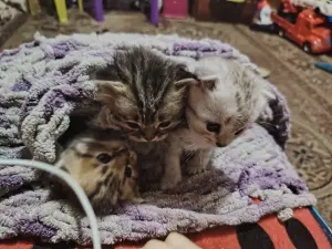 Котята