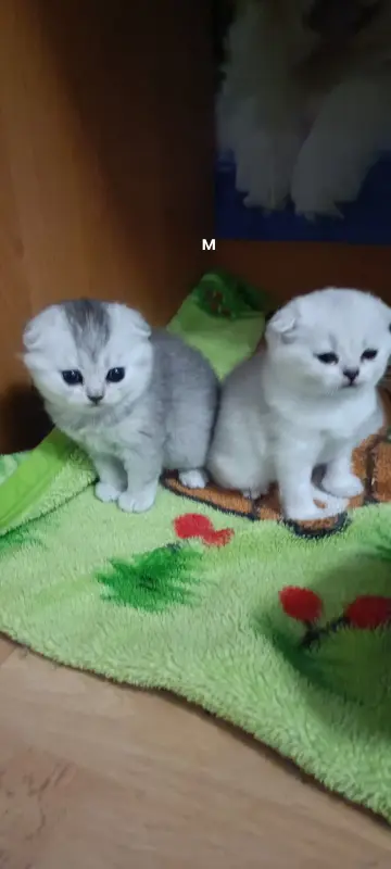 Котята шотландские вислоухие
