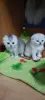 Котята шотландские вислоухие