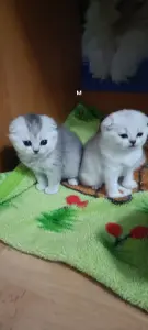 Котята шотландские вислоухие
