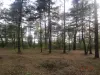 Два дома в лесу, на берегу Вилейского водохранилища.