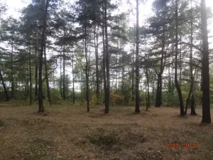 Два дома в лесу, на берегу Вилейского водохранилища.