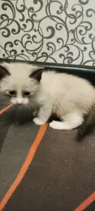 Котята 1,5 месяца