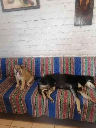 Отдам щенка
