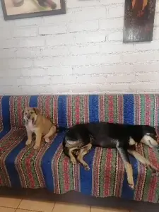 Отдам щенка