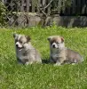 Щенки вельш-корги-пемброк