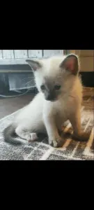 Котята 1,5 месяца