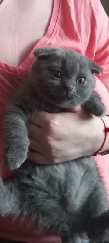 Вислохие котята