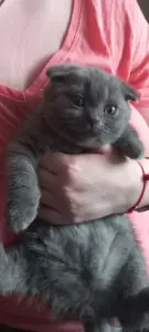 Вислохие котята
