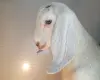 Англо-нубийская козочка
