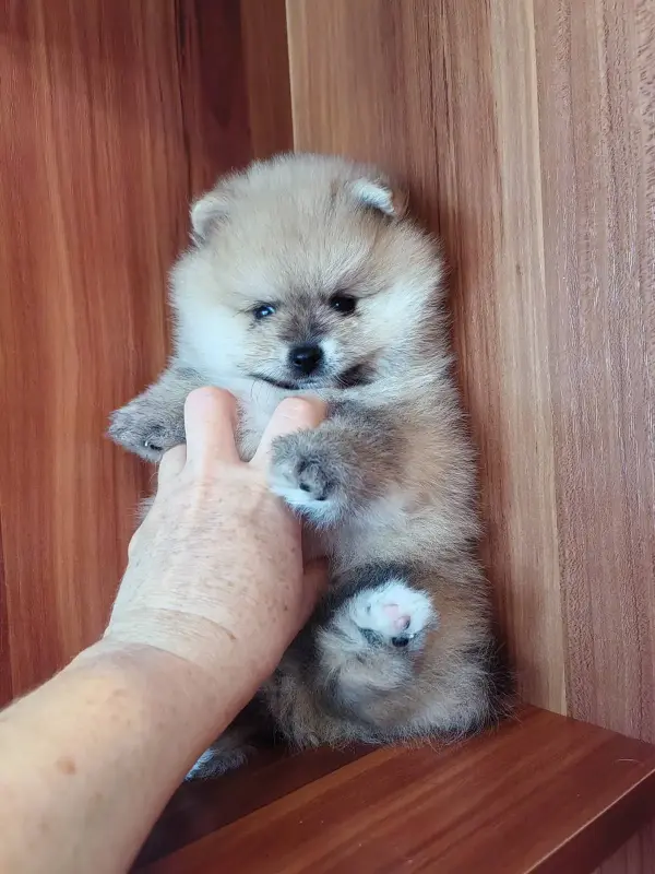 Мальчик померанского шпица