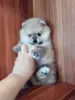 Мальчик померанского шпица