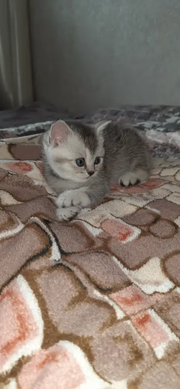 Шотландские котята