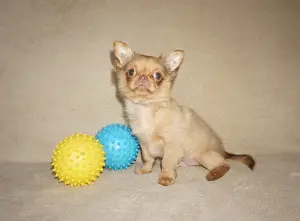 Курносый красавчик чихуахуа и другие малыши