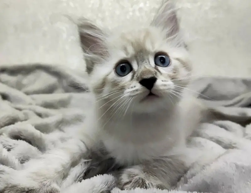 Котята породы Невская Маскарадная