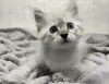 Котята породы Невская Маскарадная