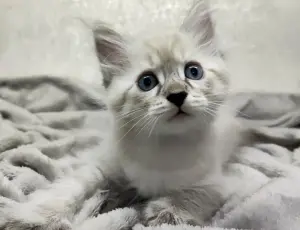 Котята породы Невская Маскарадная