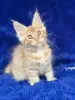 Мейн-кун котята