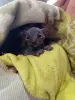 БРОНЬ Котенок Канадского Сфинкса