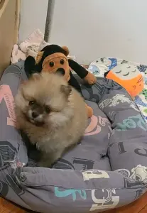 Щенок шпица.