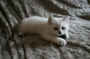 Шотландские котята (Скотиш страйт)