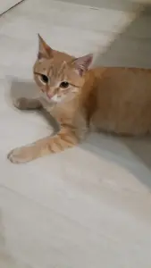 Котёнок мальчик в дар