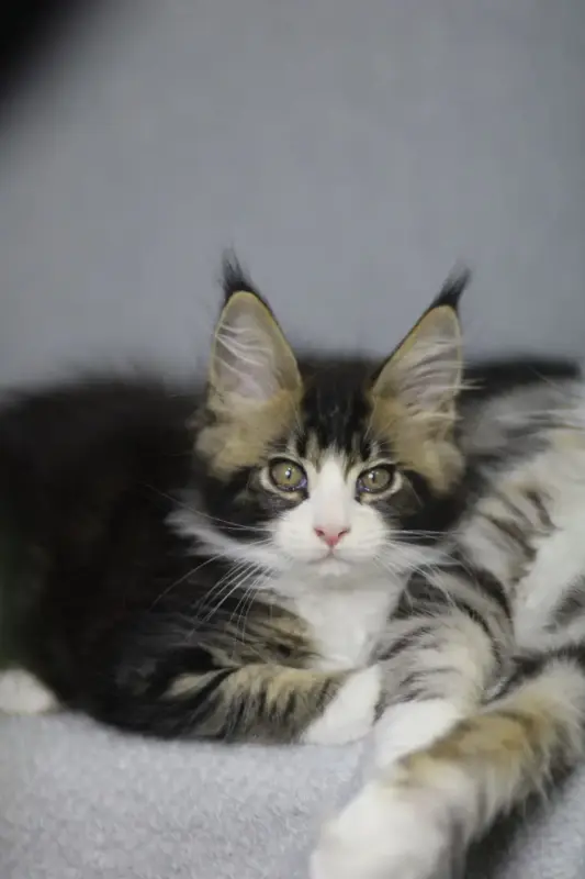 Котята Мейн-кун в продаже! Два чудесных мальчика!